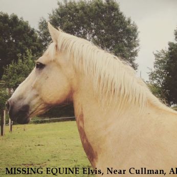 MISSING EQUINE Elvis, Near Cullman, AL, 35057